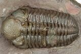 Bargain, Austerops Trilobite - Jorf, Morocco #328582-1